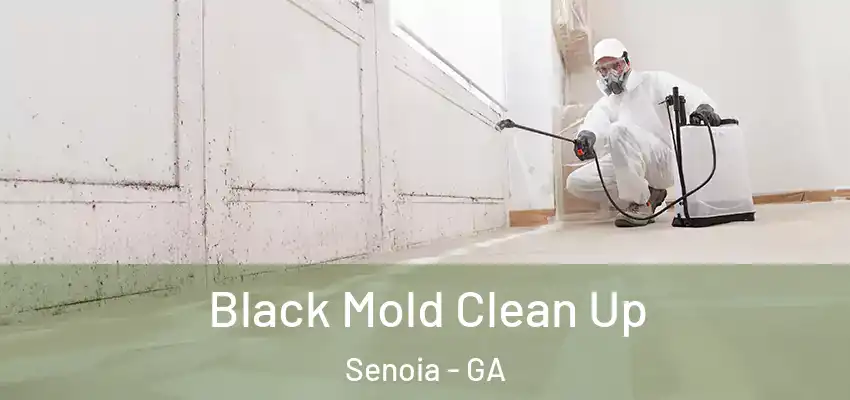  Black Mold Clean Up Senoia - GA