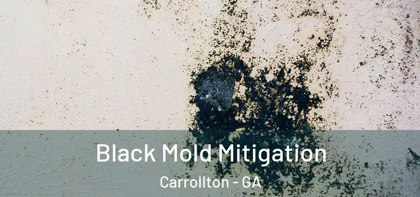  Black Mold Mitigation Carrollton - GA