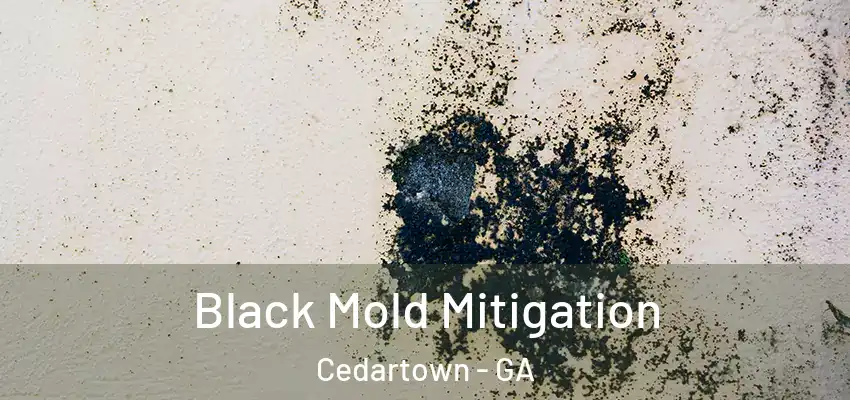  Black Mold Mitigation Cedartown - GA