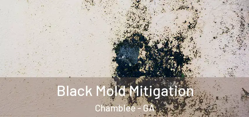 Black Mold Mitigation Chamblee - GA