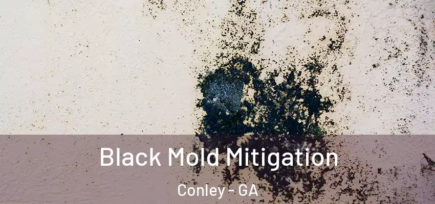  Black Mold Mitigation Conley - GA