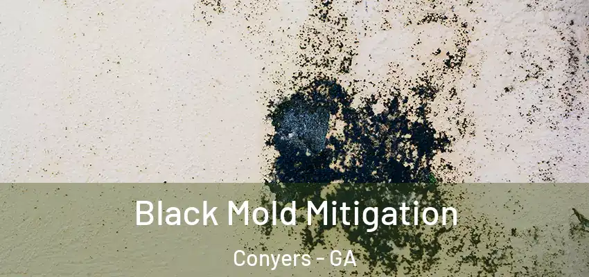  Black Mold Mitigation Conyers - GA