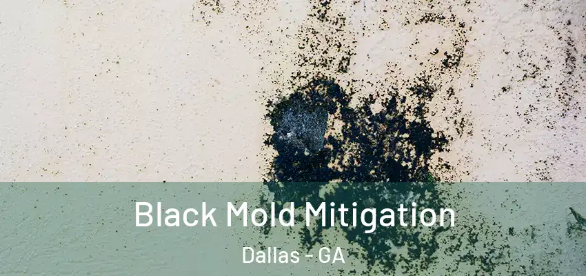  Black Mold Mitigation Dallas - GA