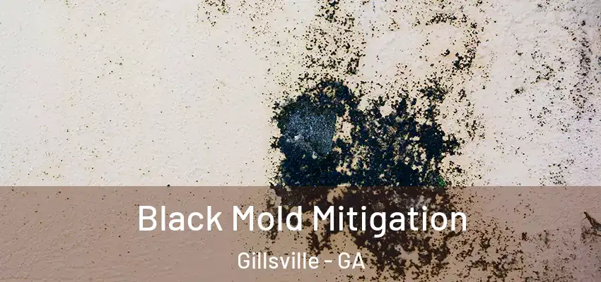  Black Mold Mitigation Gillsville - GA