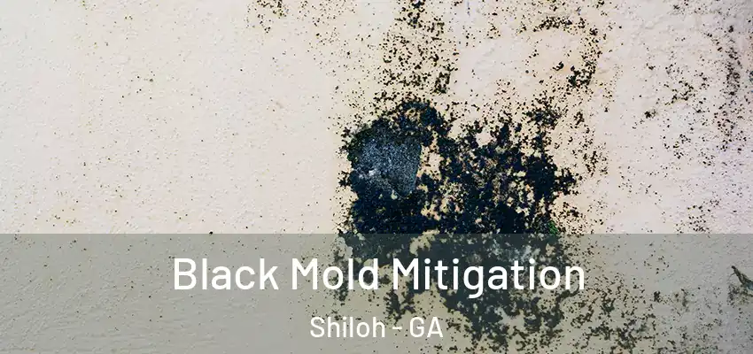  Black Mold Mitigation Shiloh - GA