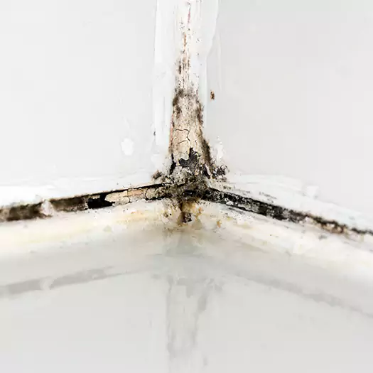 Trusted Black Mold in Shower Experts in Fayetteville, GA