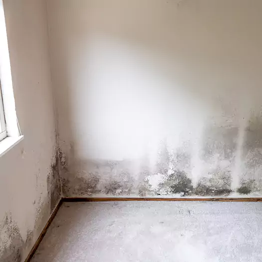 Trusted Mold Cleanup Specialists in Fayetteville, GA