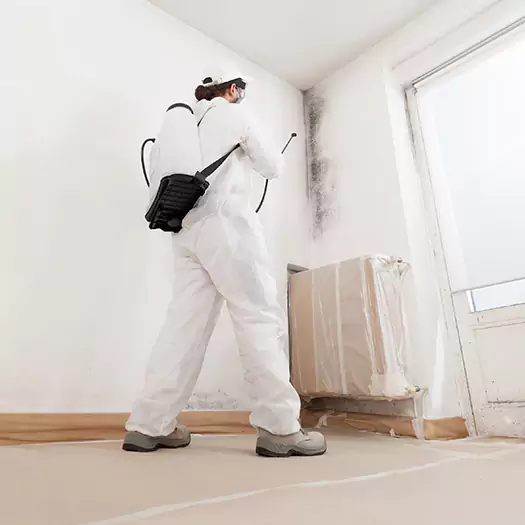 Trusted Mold Damage Experts in Fayetteville, GA