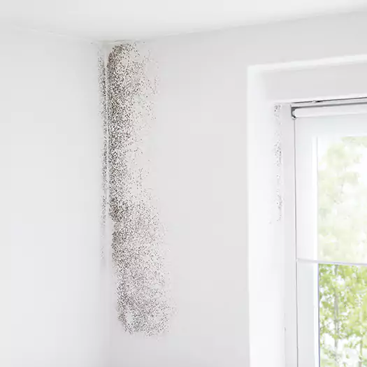 Trusted Mold Eradication Professionals Serving in Fayetteville, GA