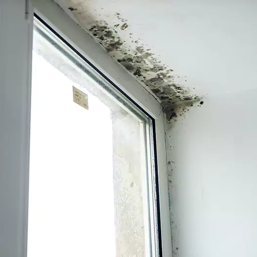 Experienced Mold Mitigation Specialists in Fayetteville, GA