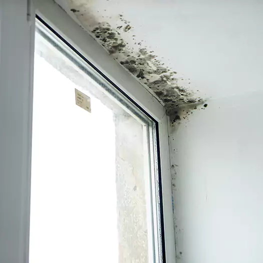 Trusted Mold on Bathroom Ceiling Experts in Fayetteville, GA