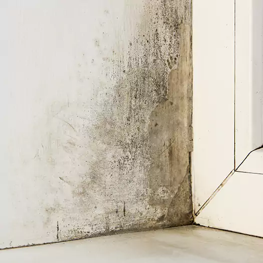 Skilled Mold on Drywall Experts in Fayetteville, GA