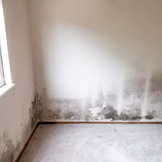 Trusted Mold on the Wall Experts in Fayetteville, GA